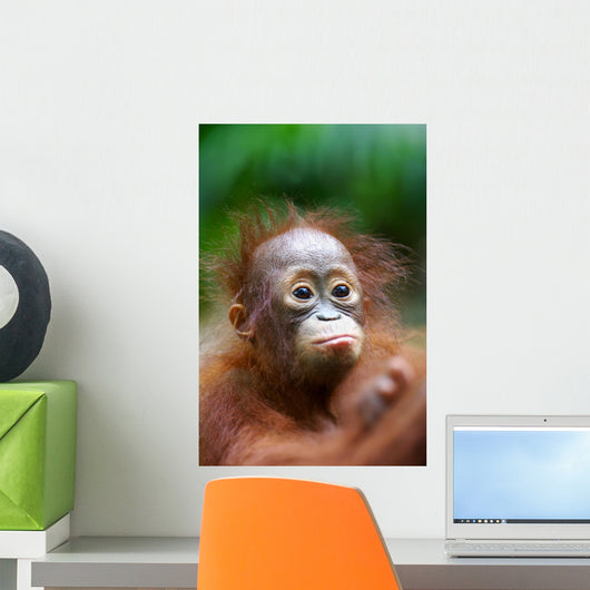 Orangutans