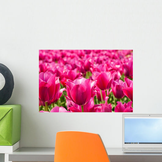 Lots Pink Tulips