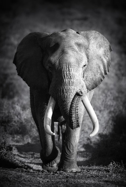 Elephant Bull Artistic Processing Wall Mural