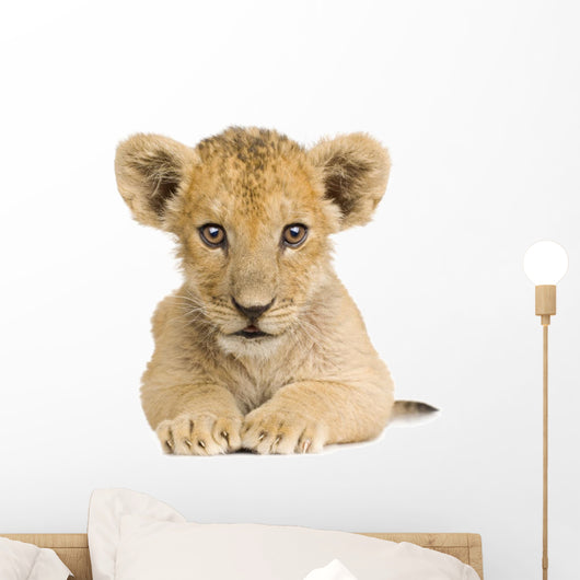Lion Cub (3 months) Wall Decal