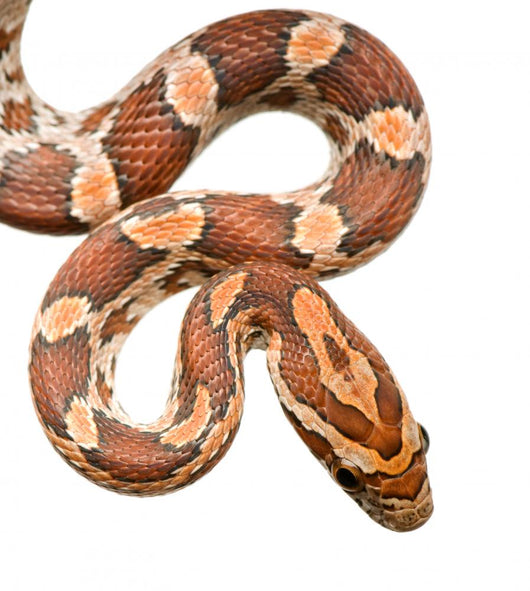 Corn Snake Wall Decal
