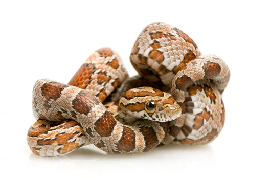 Corn Snake Wall Decal