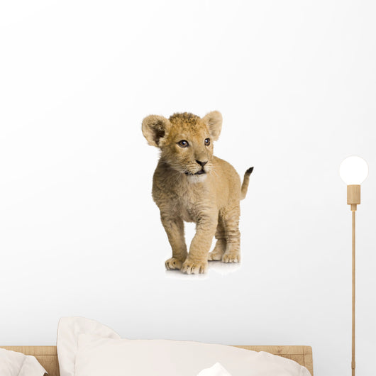 Lion Cub (3 months) Wall Decal