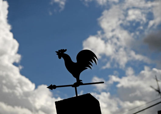 Rooster