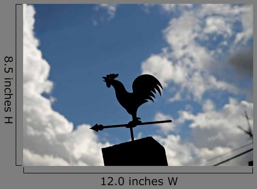 Rooster