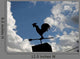 Rooster