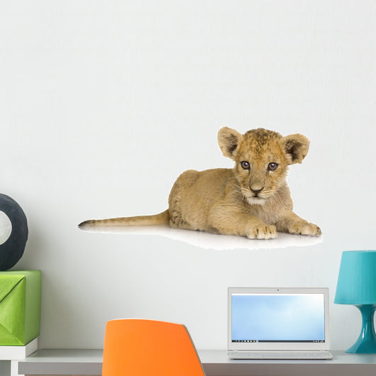 Lion Cub (3 months) Wall Decal