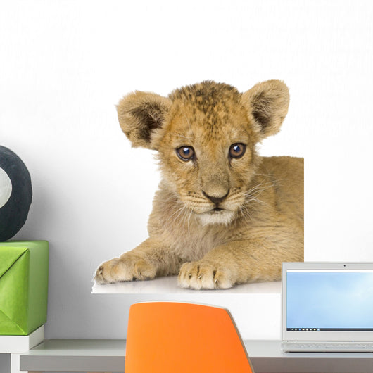 Lion Cub 3 Months Wall Decal
