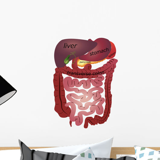 Gastrointestinal Tract