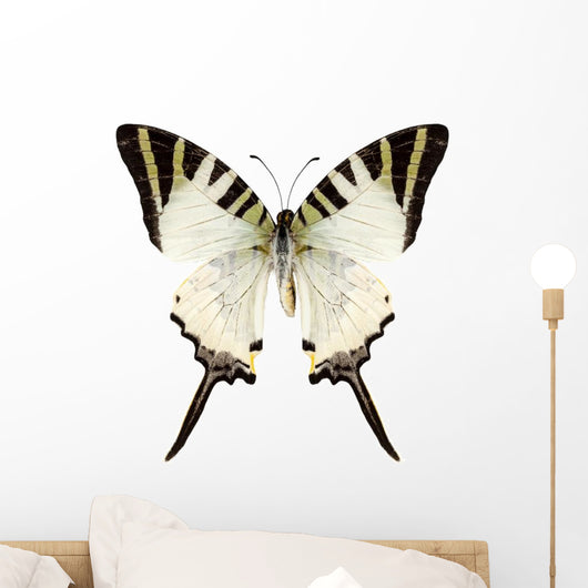 Butterfly Species Graphium Antiphates