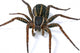 Spider Wall Decal