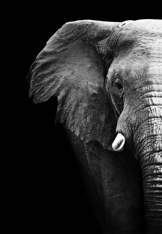 Elephant up Wall Mural