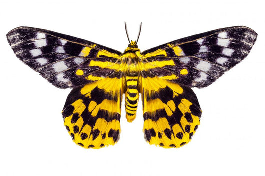 Butterfly Moth Dysphania Subrepleta Wall Decal
