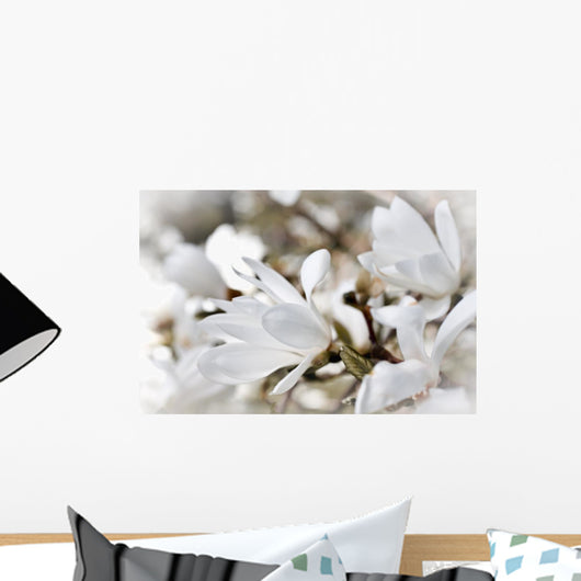 Beautiful Magnolia Blossom