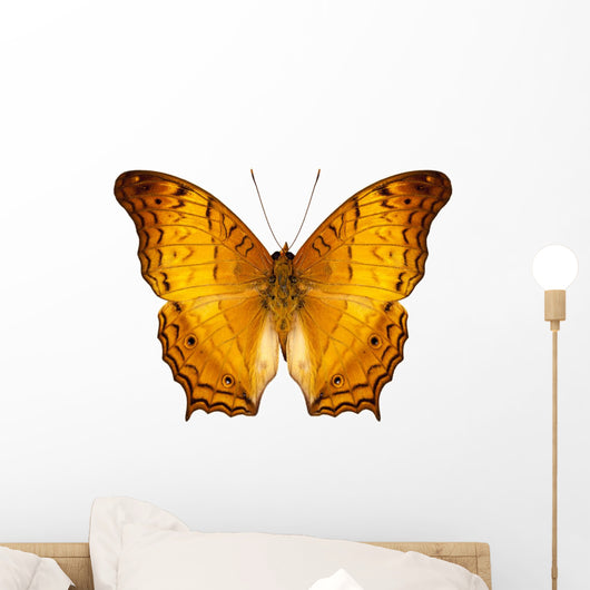 Butterfly Species Vindula Dejone