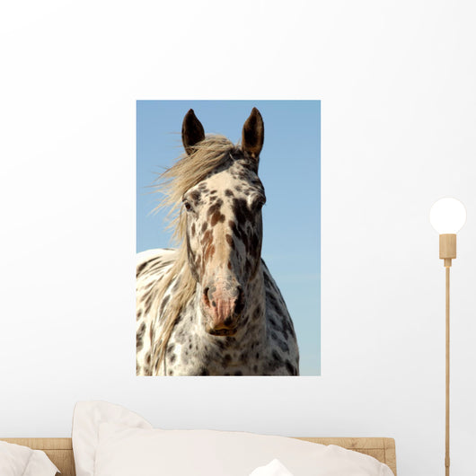 Portrait Appaloosa Horse