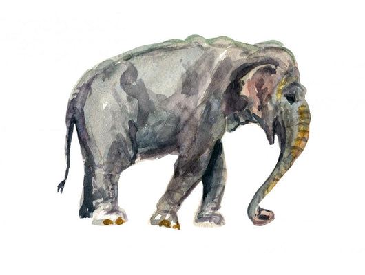 Animals Africa Wall Decal