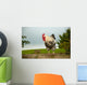 Cockerel