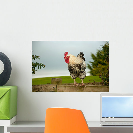 Cockerel