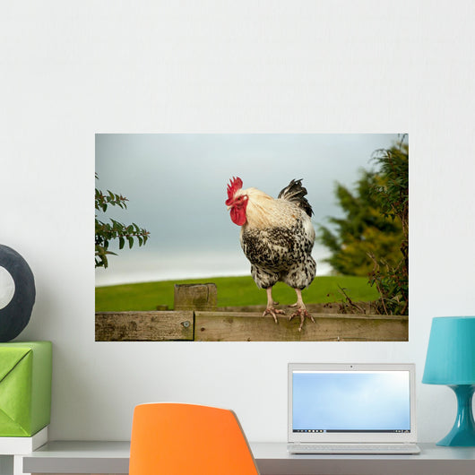 Cockerel