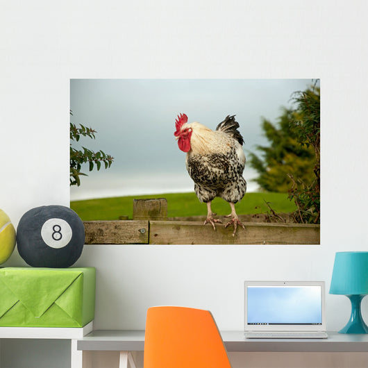 Cockerel