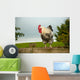 Cockerel