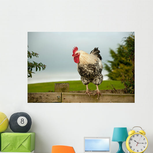 Cockerel