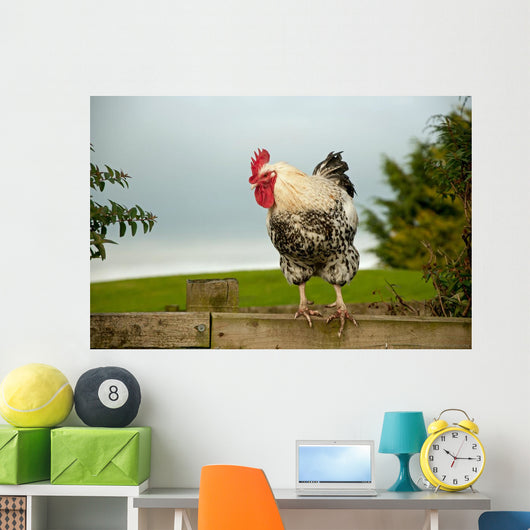 Cockerel
