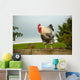 Cockerel