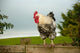 Cockerel