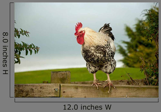Cockerel