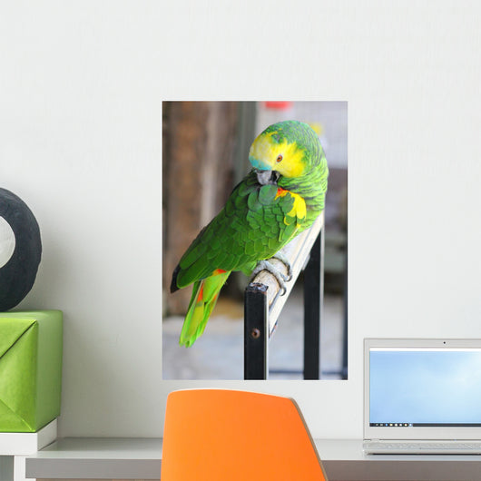 Parrot Wall Mural