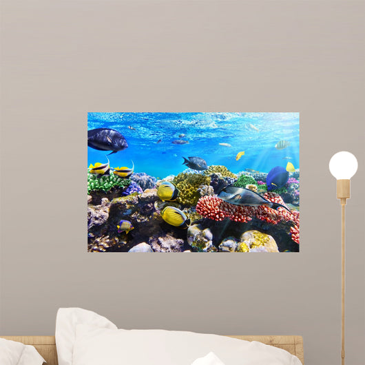 Coral and Fish Red