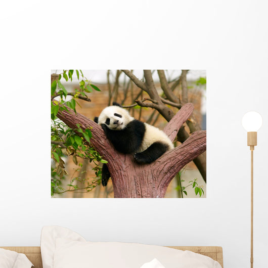 Sleeping Giant Panda Baby