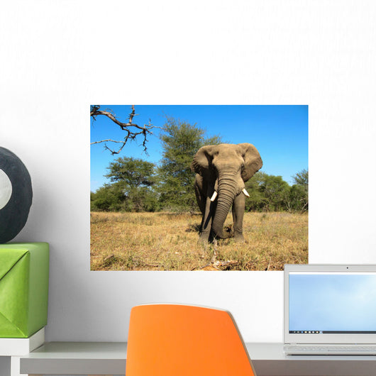 Front Elephant