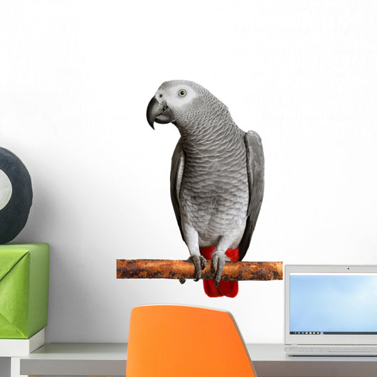 African Grey Parrot Wall Decal
