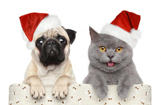 Dog and Cat Red