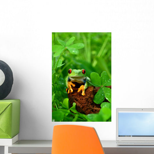 Rotaugenlaubfrosch Agalychnis Callidryas