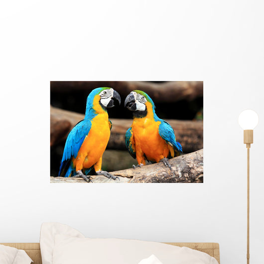 Couple Blue-and-yellow Macaws Ara