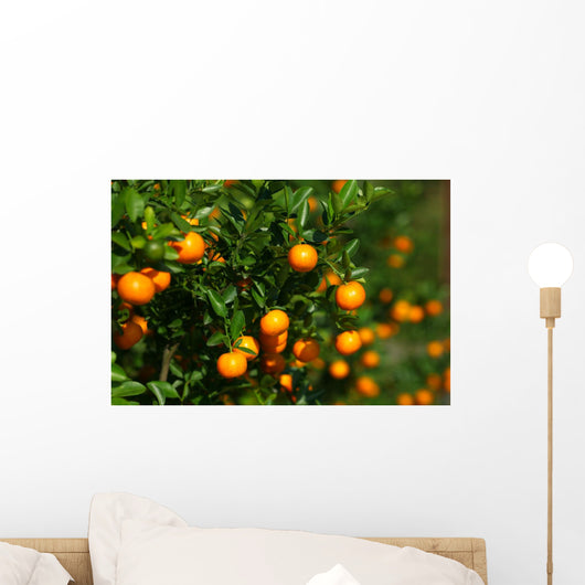 Tangerines Growing Bush