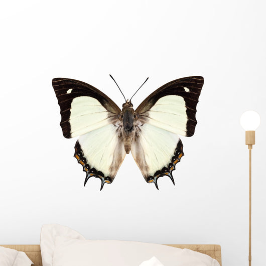 Butterfly Species Polyura Jalysus Wall Mural