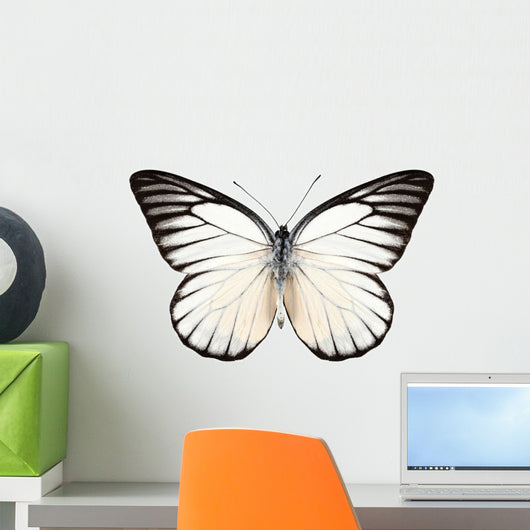 Butterfly Species Prioneris Philonome