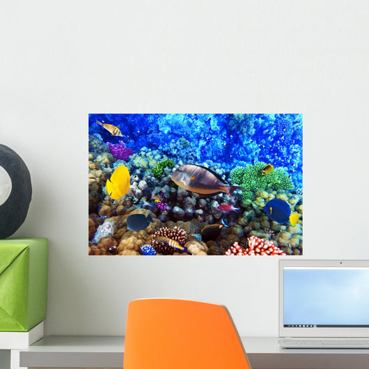 Coral and fish in the Red Sea. Egypt Wall Mural