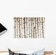 Birch Wood Texture
