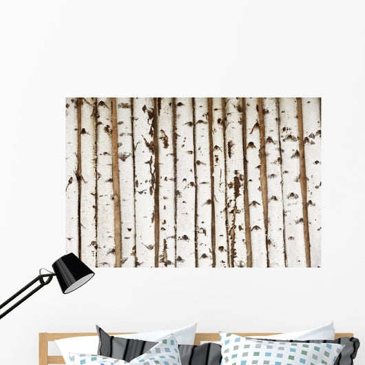 Birch Wood Texture