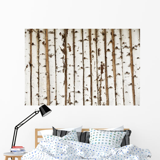 Birch Wood Texture
