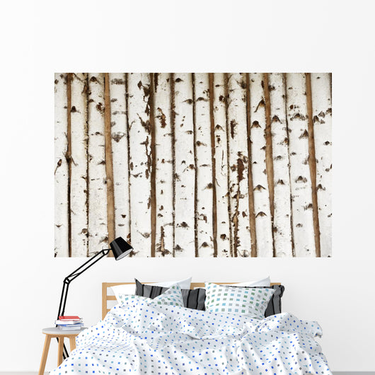 Birch Wood Texture
