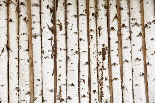 Birch Wood Texture