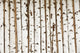 Birch Wood Texture