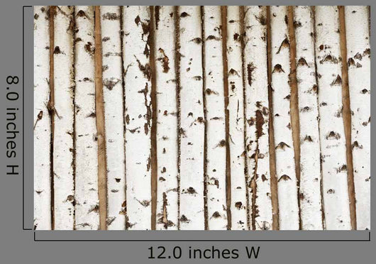 Birch Wood Texture